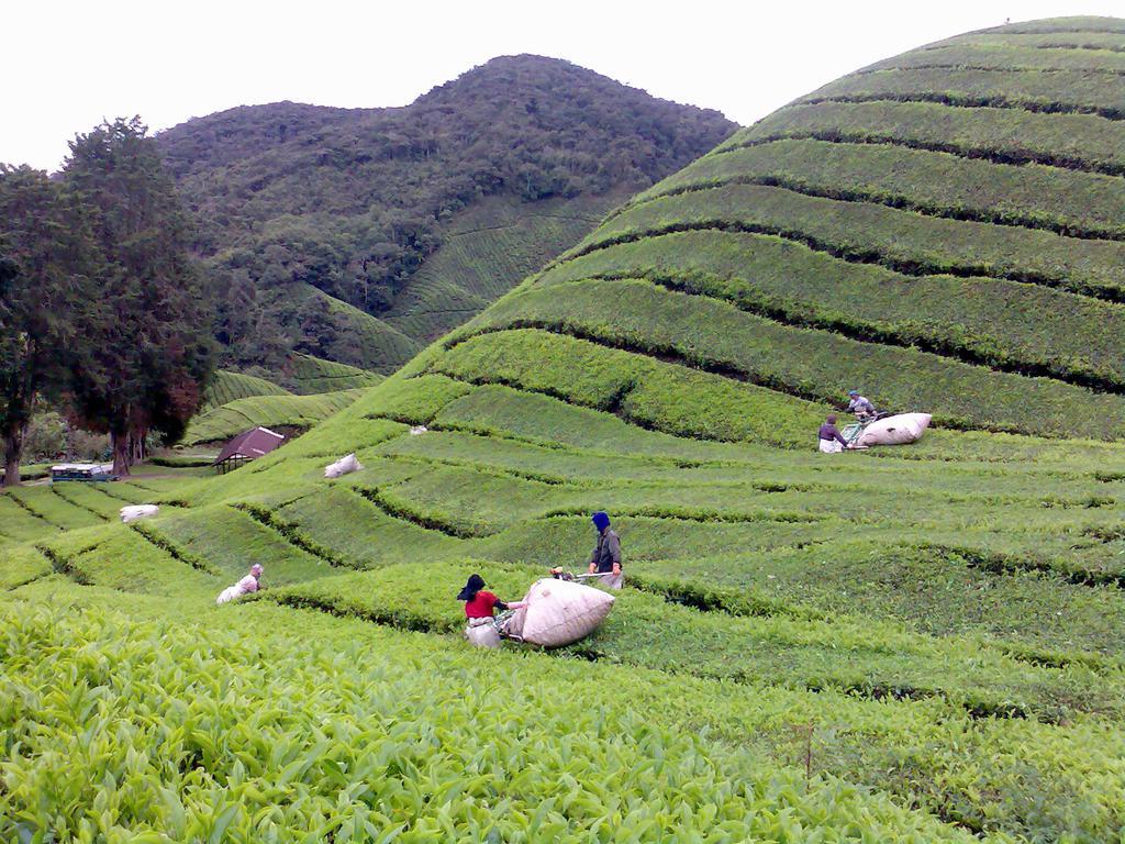 Hillview Inn Cameron Highlands Exteriér fotografie